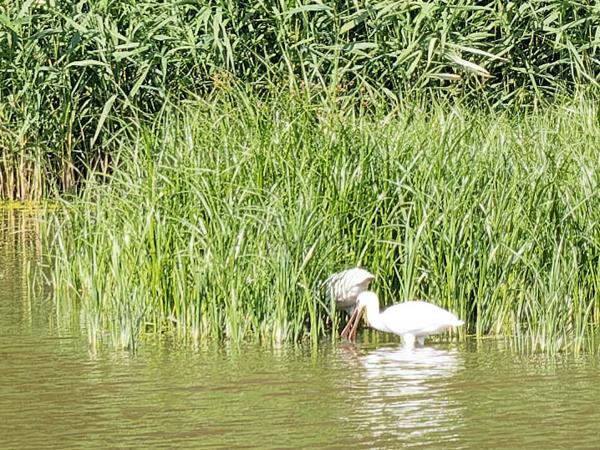 Lepelaar (Platalea leucorodia)